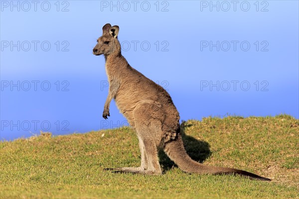 Eastern grey kangaroo