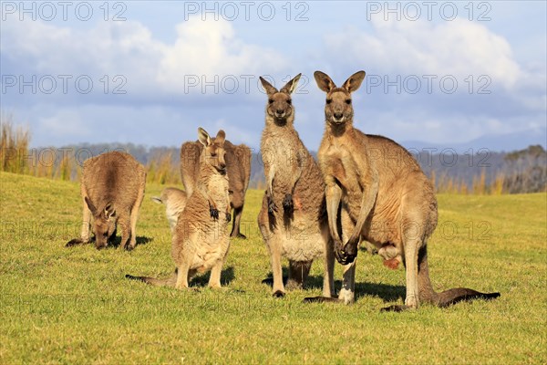 Eastern grey kangaroo