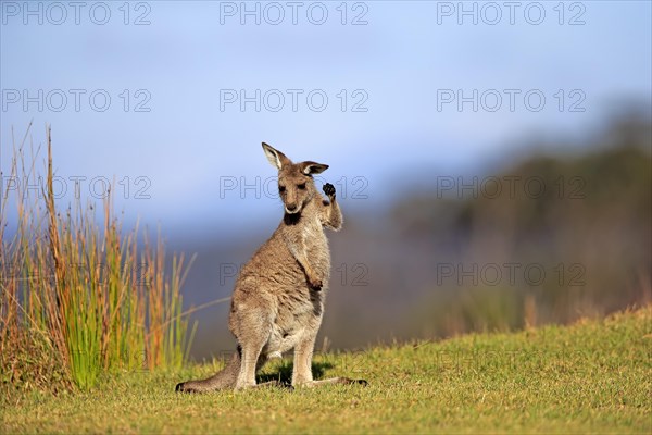 Eastern grey kangaroo