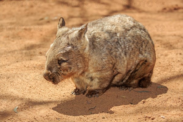 Southern hairy-nosed wombat