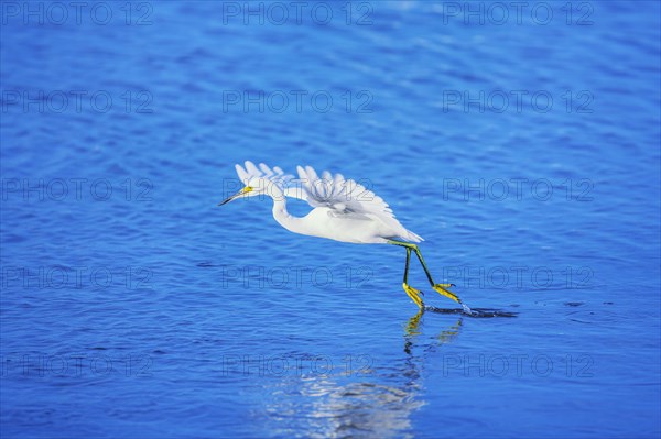 Snowy Egret