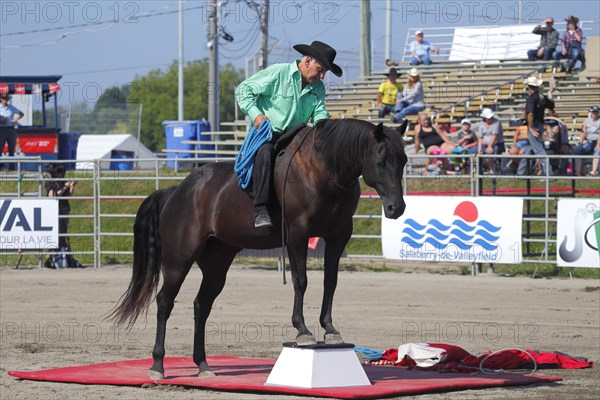 Mustang Showtime at the Rodeo