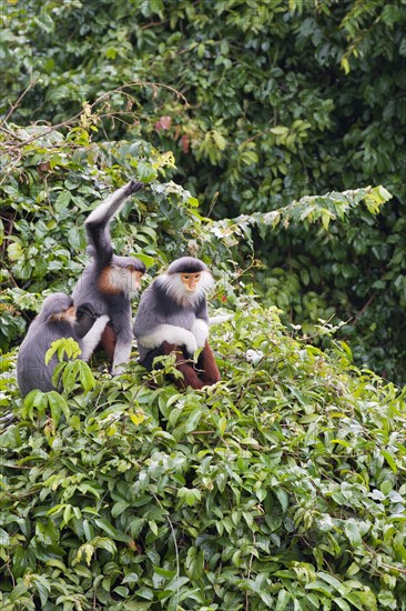 Three red-legged dress monkeys