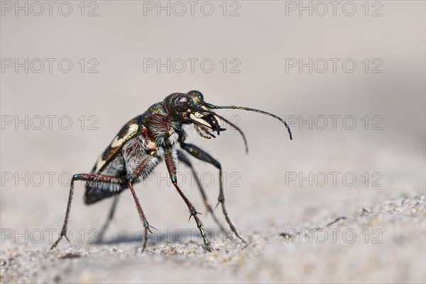 Dune Sand Beetle