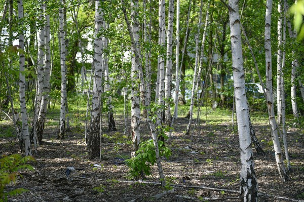 Birch fallow land