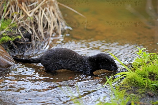 American Mink