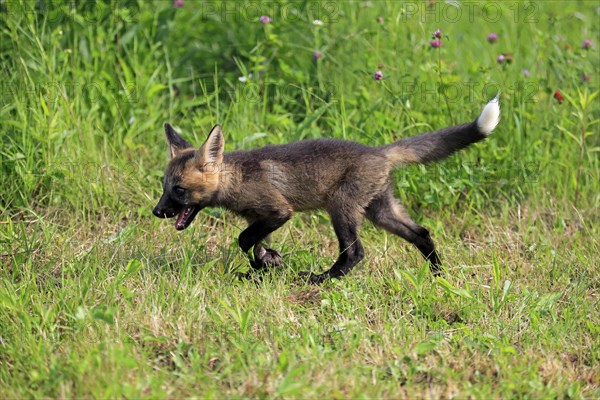 Eastern american red fox