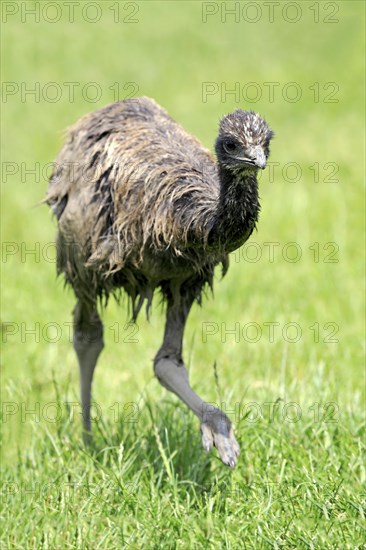 Emu