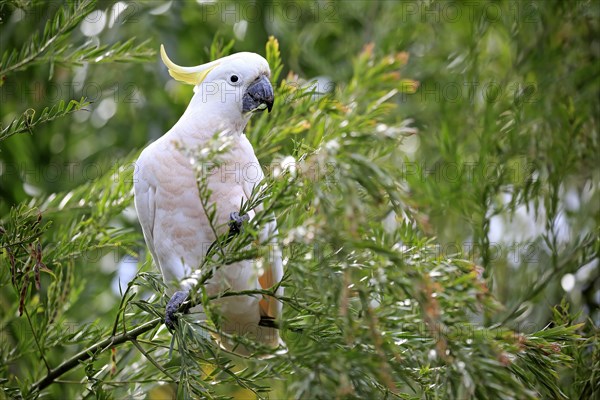 Sulphur-crested cockatoo