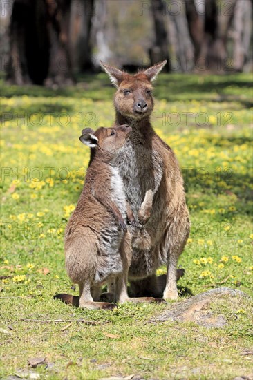 Kangaroo island grey kangaroo