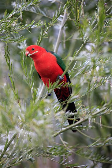 Australian king parrot