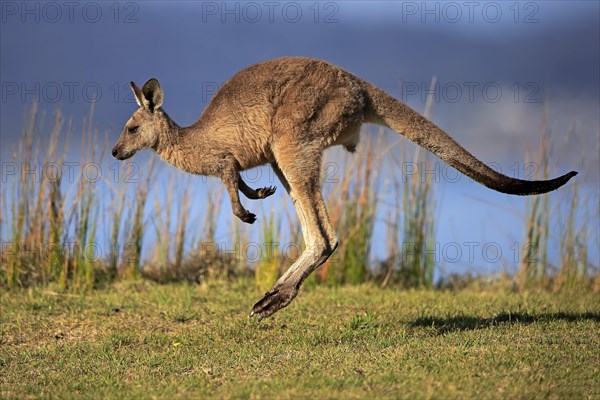 Eastern grey kangaroo