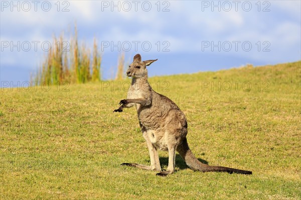 Eastern grey kangaroo