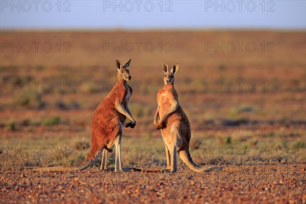 Red kangaroo