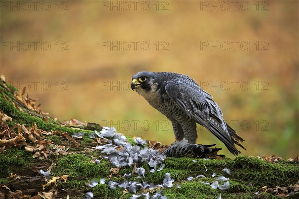 Peregrine falcon