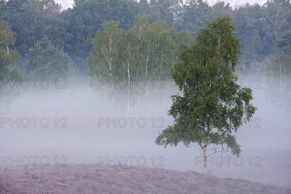 Birch in the morning mist