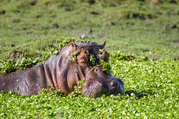 Hippopotamus