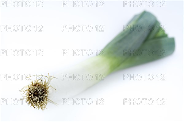 Leek