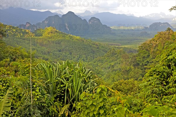 Khao Sok National Park/ Khao Sok National Park