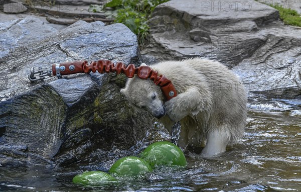 Polar bear cub Hertha