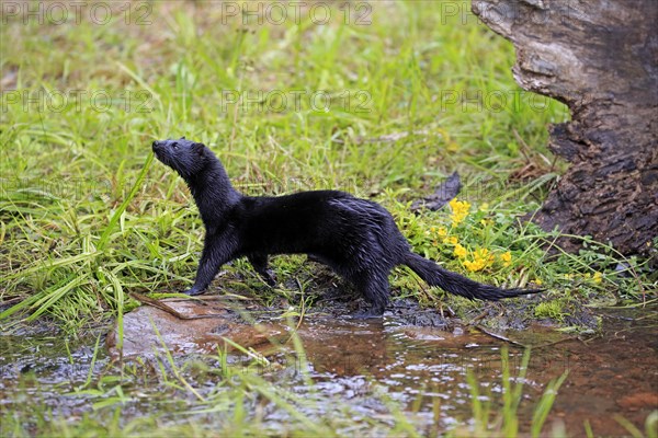 American Mink