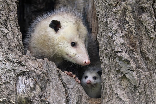 Virginia opossum