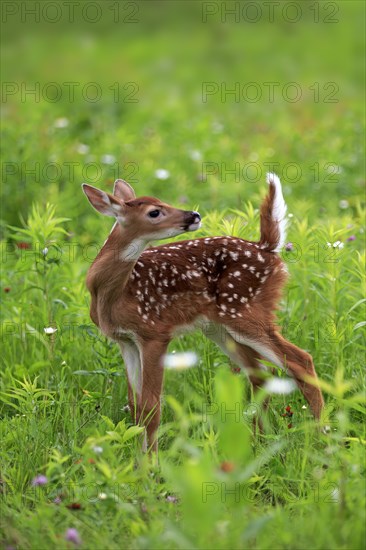 White-tailed deer