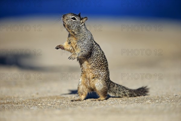 California Ground Squirrel