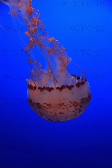 Purple striped Jelly