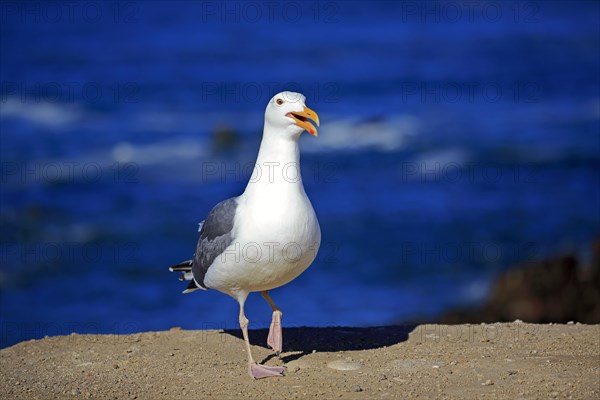 Western Gull