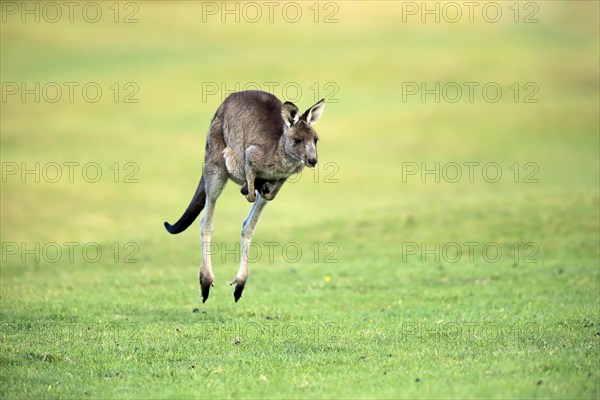 Eastern grey kangaroo