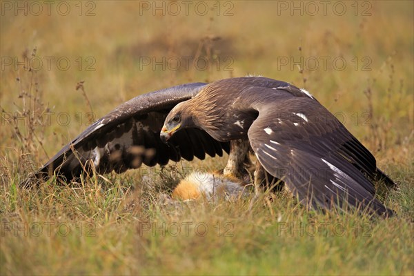 Golden Eagle