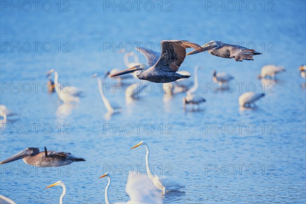 Brown pelicans