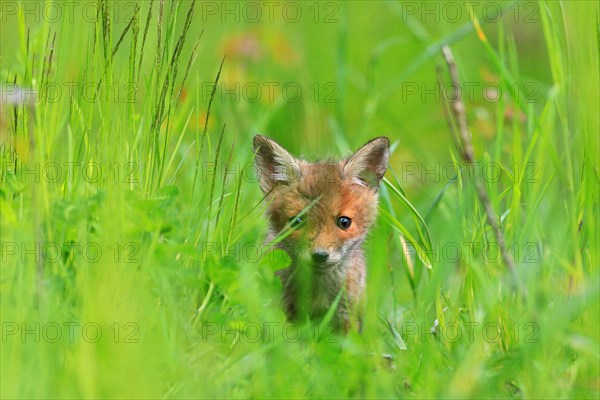 Red fox