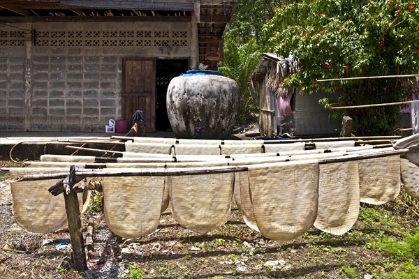 Natural Rubber Plantations