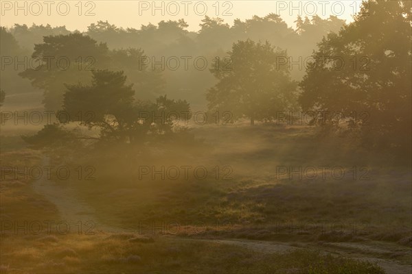 Trees at sunrise