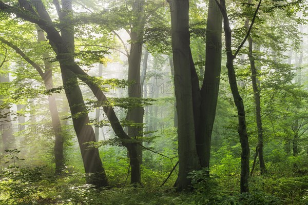 Natural old beech forest