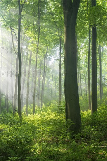 Natural old beech forest