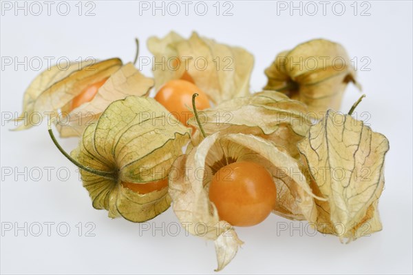 Physalis