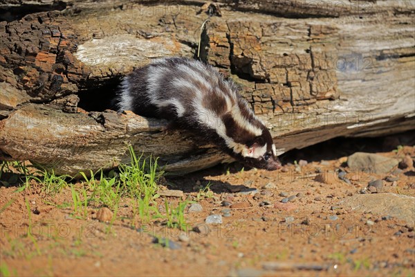 Eastern spotted skunk