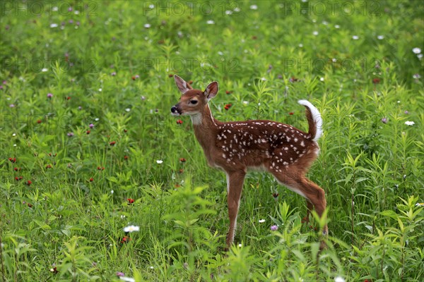 White tailed deer