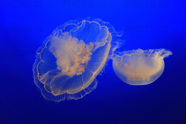 Moon Jelly