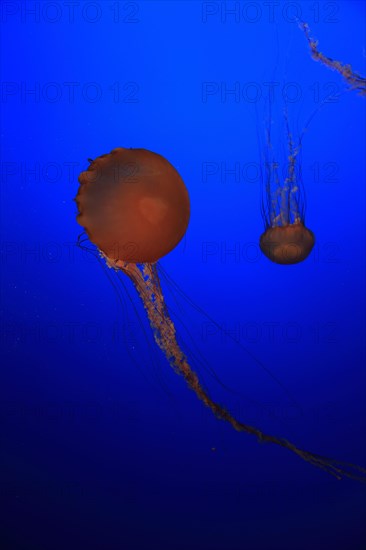 Sea Nettles