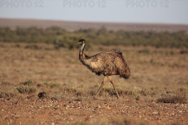 Emu