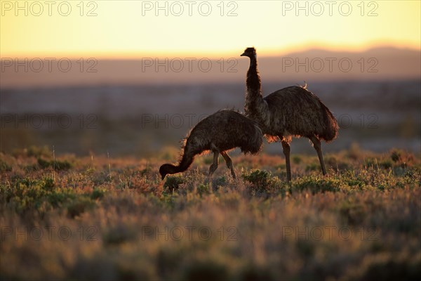 Emu