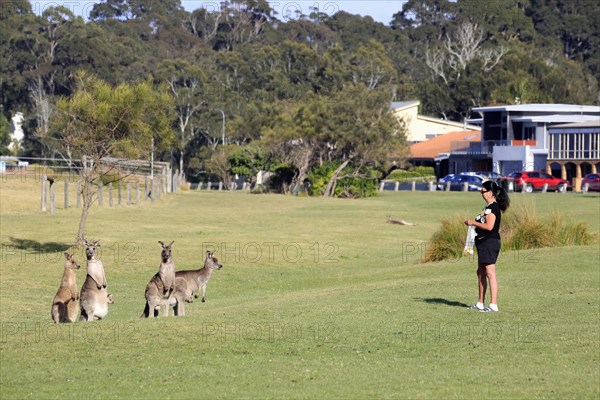 Eastern grey kangaroo