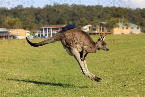 Eastern grey kangaroo