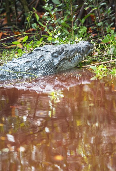 American alligator