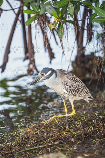 Yellow-crowned Night Heron