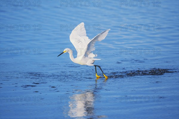 Snowy Egret